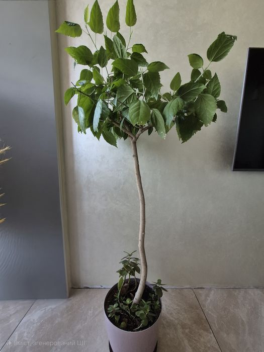 Гібіскус кімнатний на штамбі