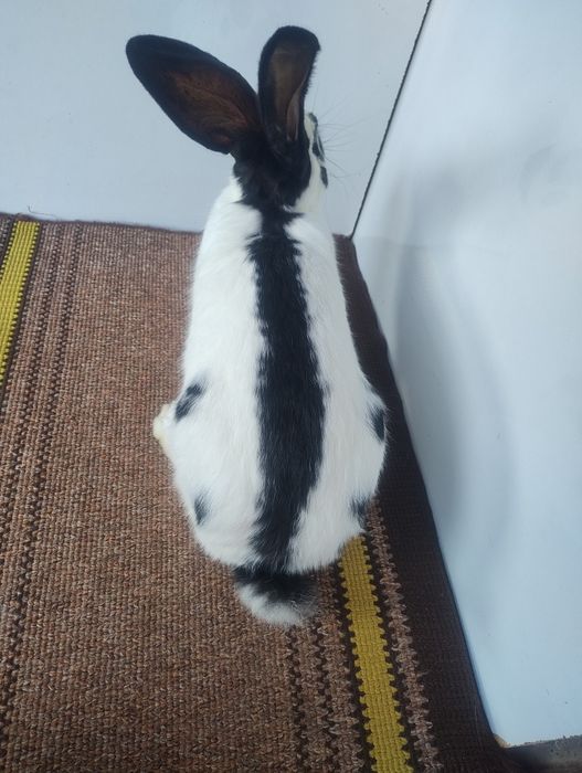 Продам кролів породи строкач НСВ