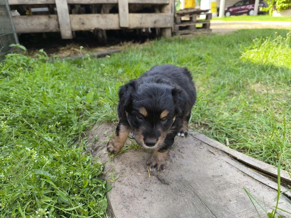 Border collie mix