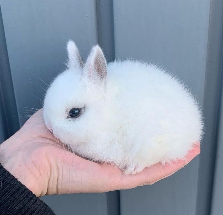 KIT Coelhos anões bebés lindíssimos, já desparasitados