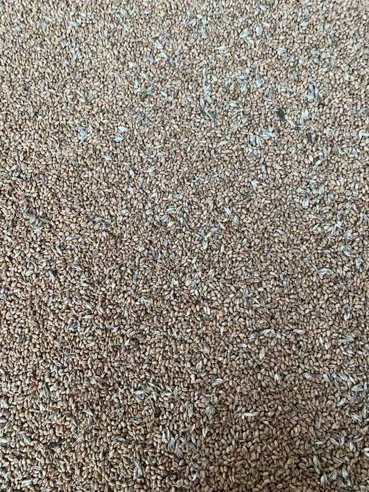 Pszenica - worek 25 kg - Hurtownia Pasz dla drobiu i gołębi DOWÓZ