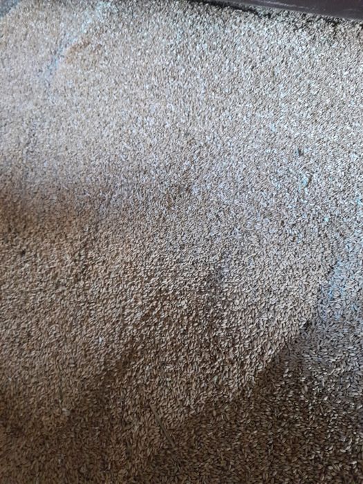 Sprzedam pszenżyto i pszenica.