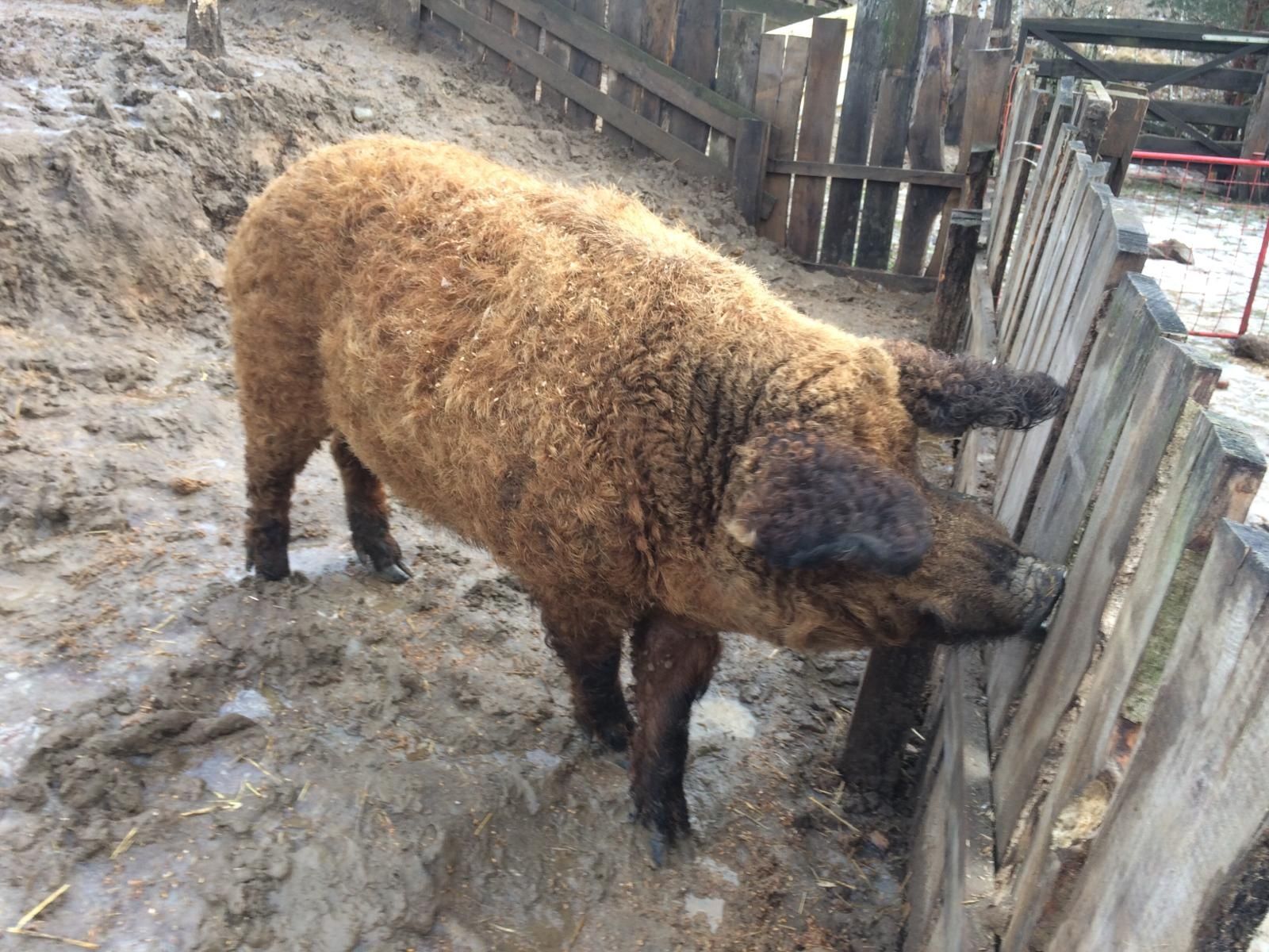 Knur mangalica węgierska Świnia