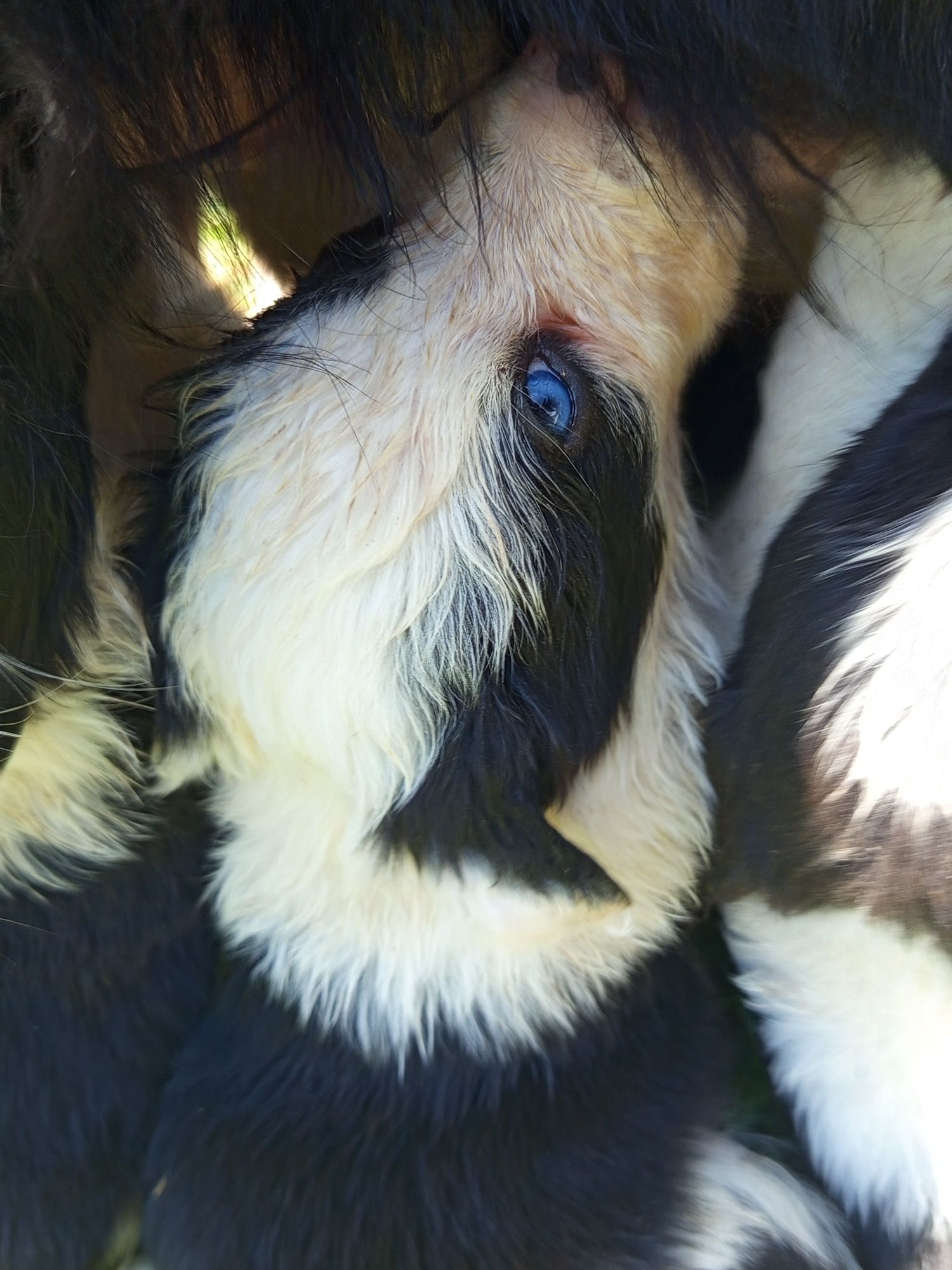 Piesek Border Collie