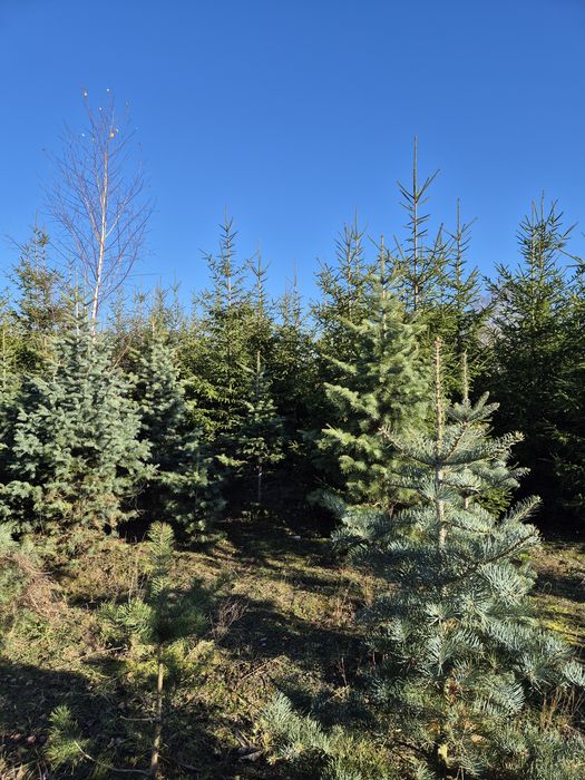 Sprzedaż choinek prosto z plantacji