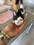 Gato para adoção