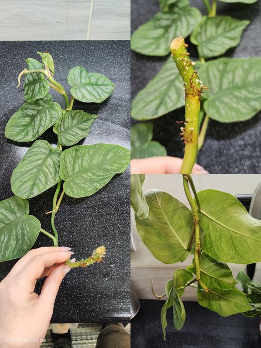 Dragon thai,monstera minima variegata,dubia, epipremnum jungle star