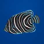 Pomacanthus semicirculatus - Ustniczek królewski - M