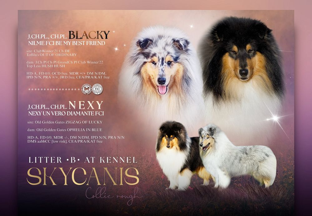 Owczarek szkocki długowłosy - Collie Rough