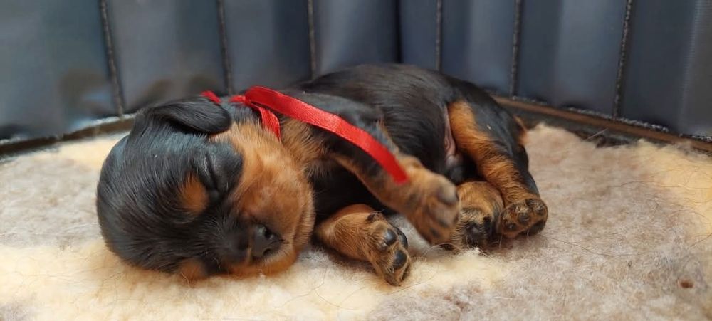 Cavalier King Charles Spaniel FCI, czarno podpalana suczka