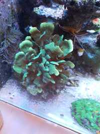 Pavona cactus Green Fluo Akwarium morskie