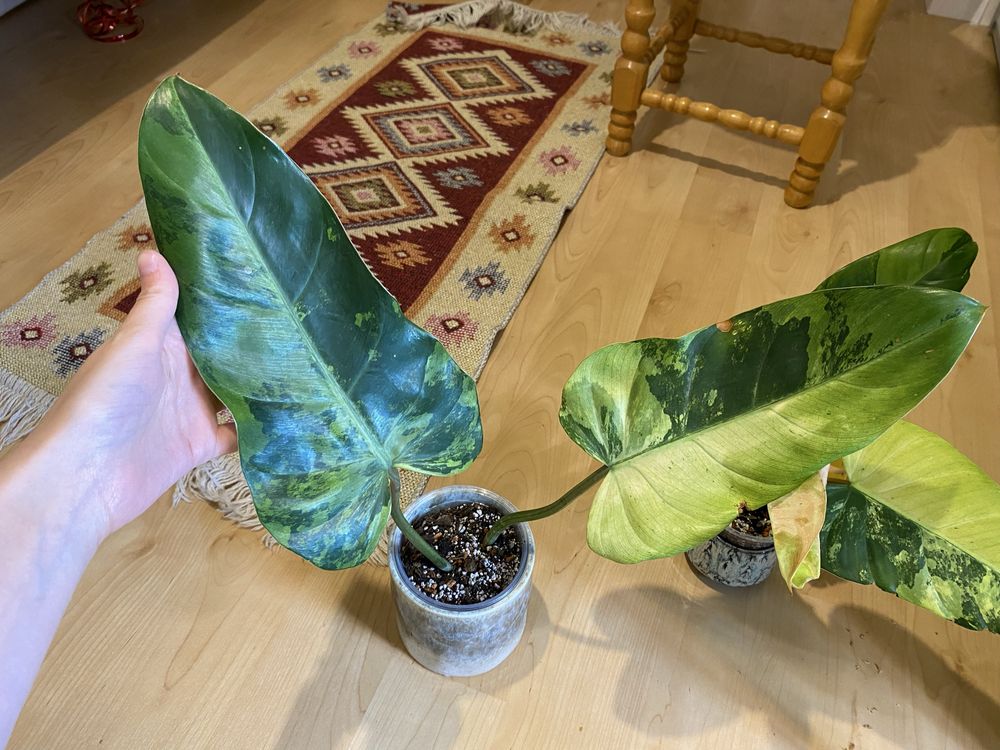 Philodendron whipple way variegata