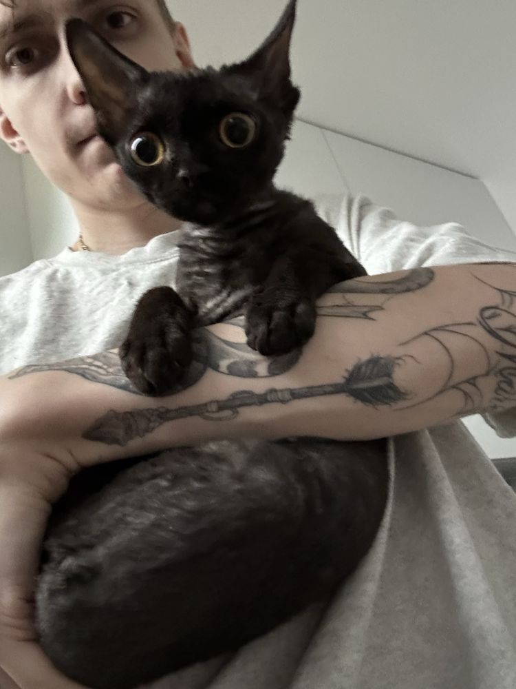 Piękny KOCUREK DEVON REX Fpl Drx (Czarny) Crispy