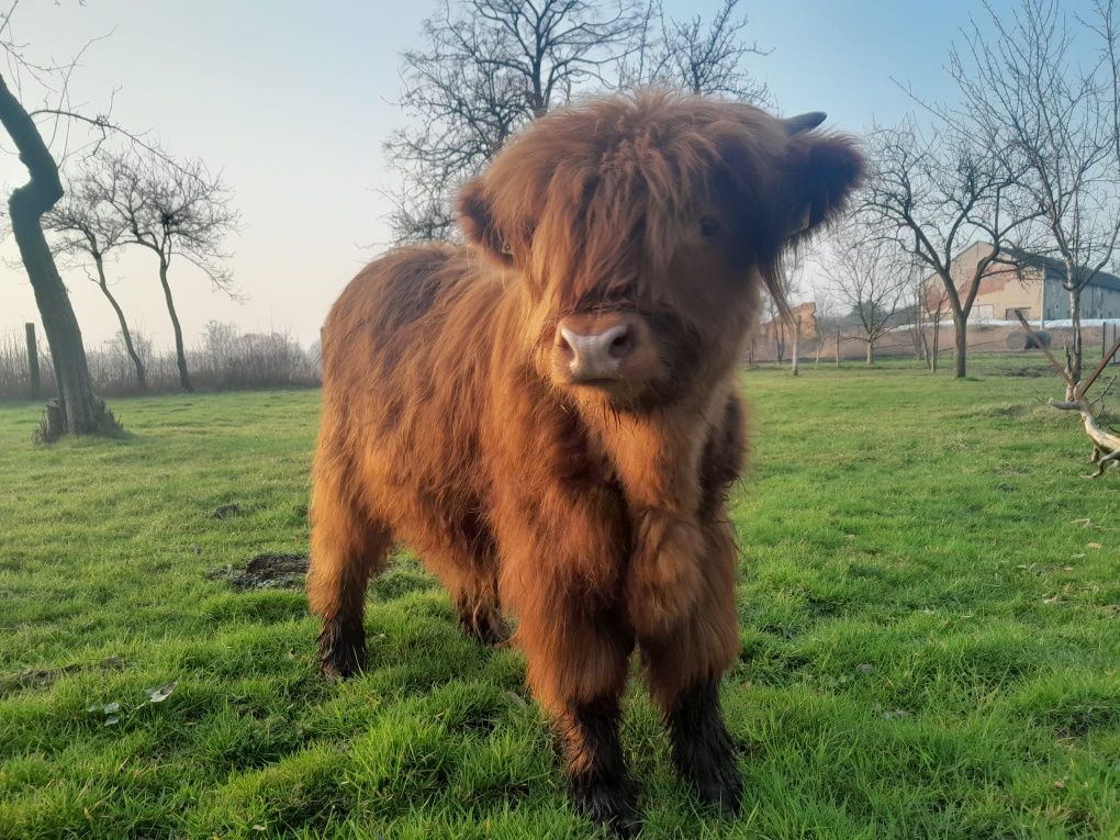 Sprzedam   byczka mięsnego rasy Higland Cattle