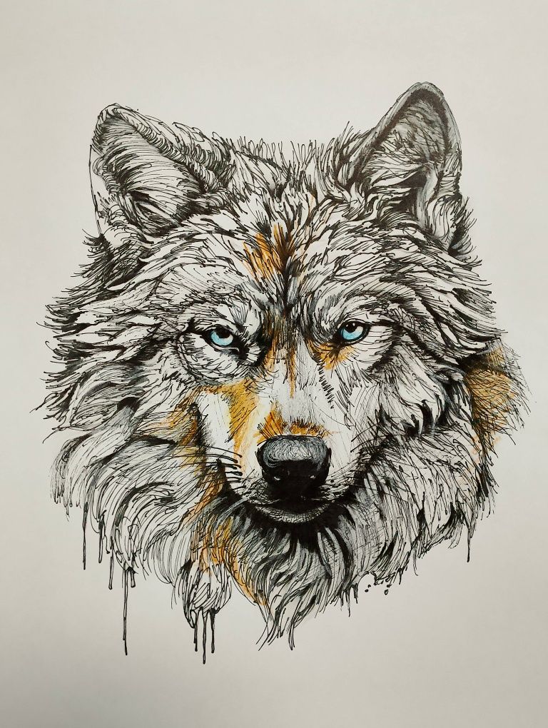 Wilk Bieszczady rysunek a4