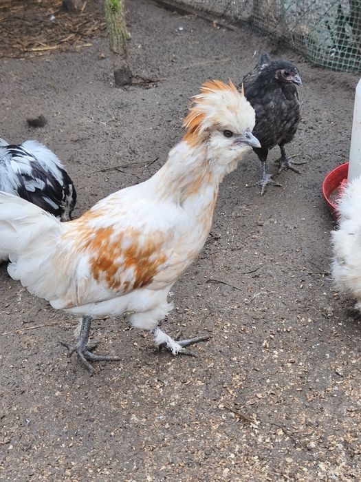 Sprzedam kaczki , kurki czubatki