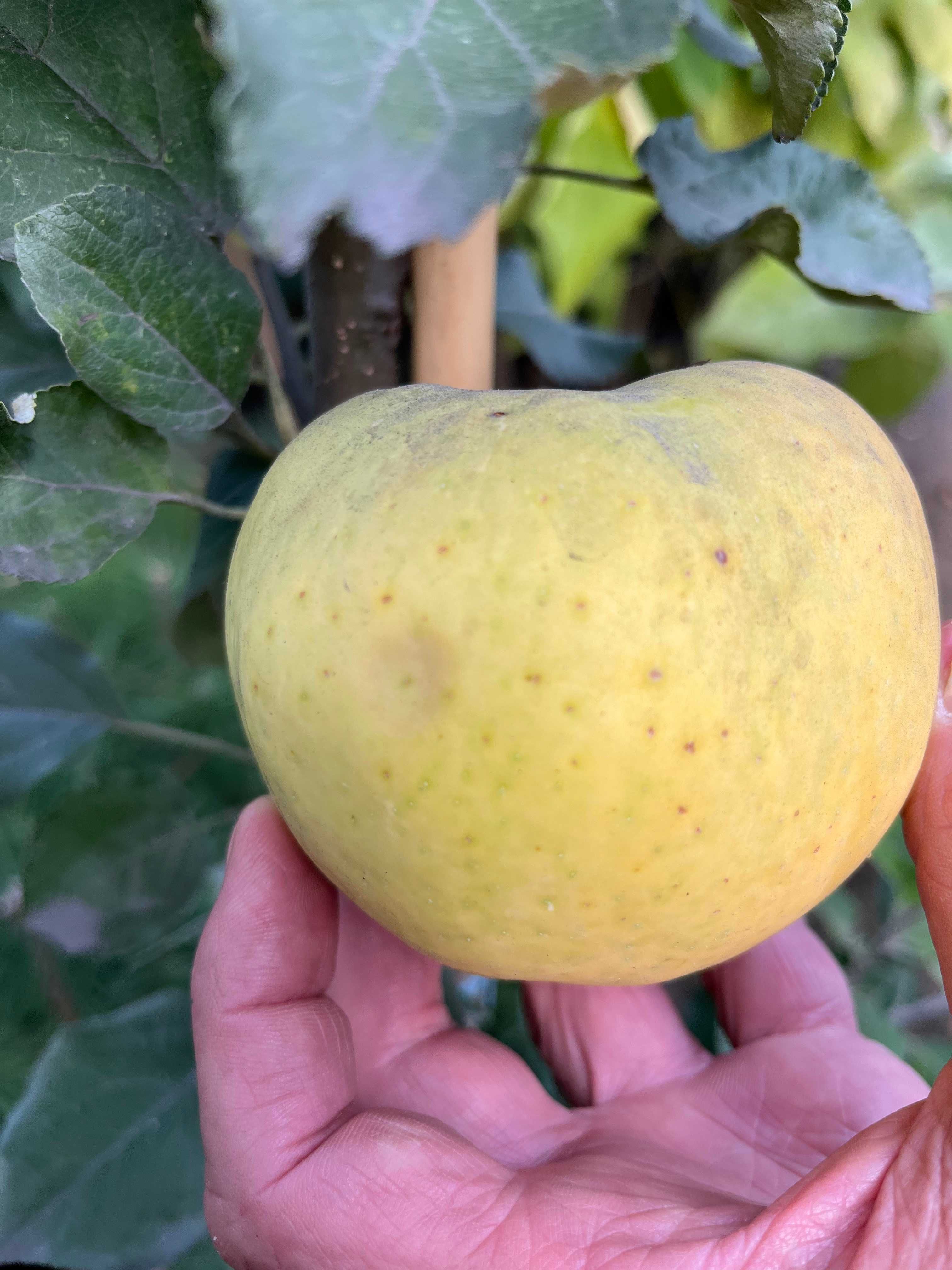 Jabłoń 'Golden Delicious' 180-200 cm wys. Drzewa Owocowe Leszno wlkp.