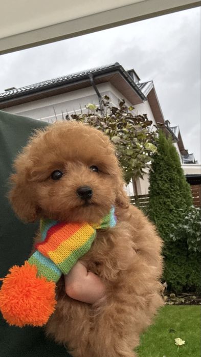 Maltipoo piesek po rodzicach FCI