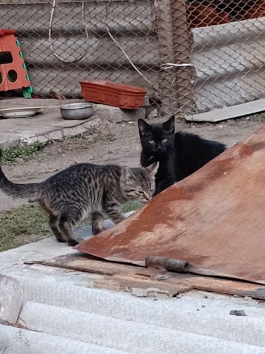 Котята шукають турботливу родину