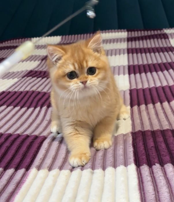 Британський хлопчик дуже ручний