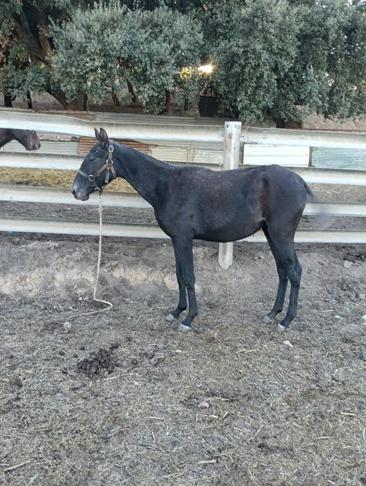 Vendo poldra lusitana