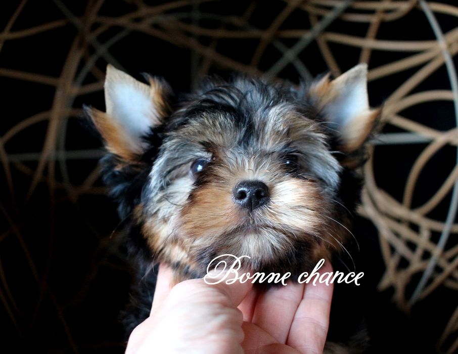 Yorkshire terrier sunia