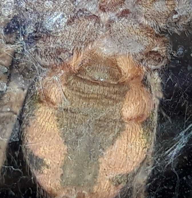Hapalopus formosus (ex. Colombia gross), 3DC, samica z terrarium.