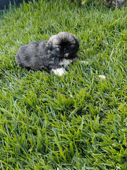 Shih-Tzu fêmea disponível