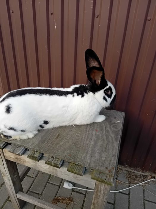 Sprzedam królika Samca Srokacza Niemieckiego