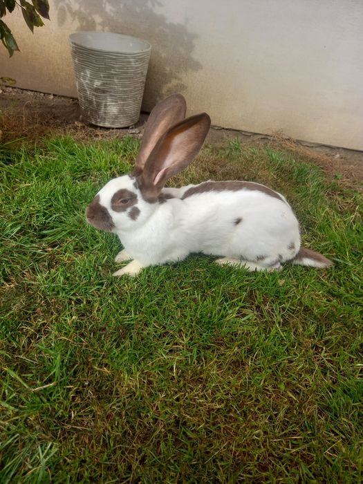 Самчик строкач гавана