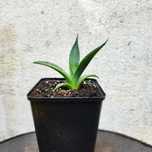 Agave x gracilipes – agawa mrozoodporna -26°C + instrukcja uprawy