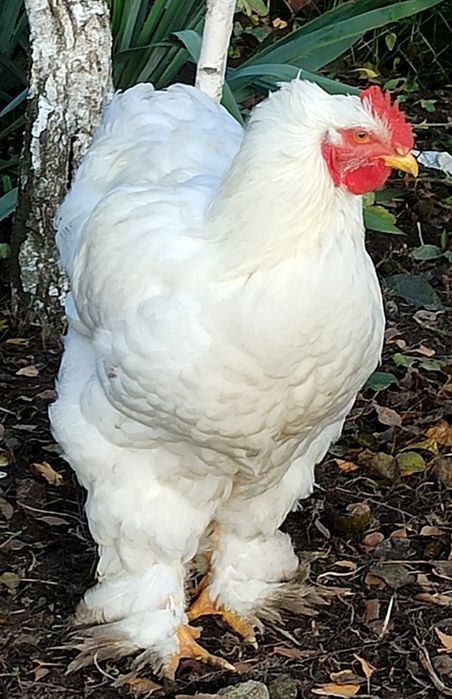 Kogut Kochin Olbrzymi biały 2025.