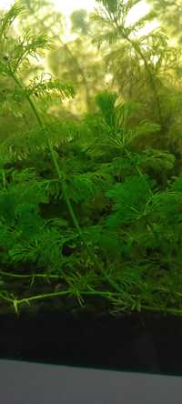 Limnophila sessiliflora Limnofila bezszypulłkowa