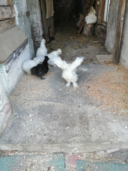 Sprzedam jajka Silek do wylegu