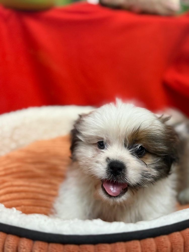 Shih tzu macho 2 meses