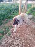 Cão serra estrela, cor fulva, corpulento