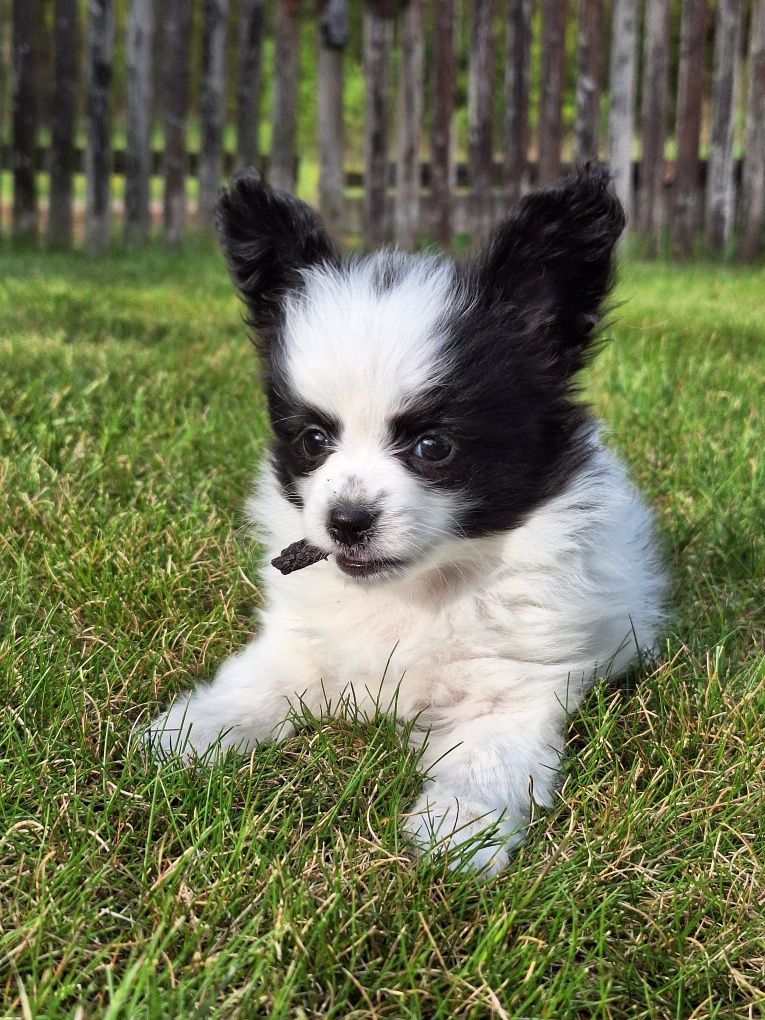 Papillon spaniel Kontynentalny Miniaturowy dziewczynka suczka FCI