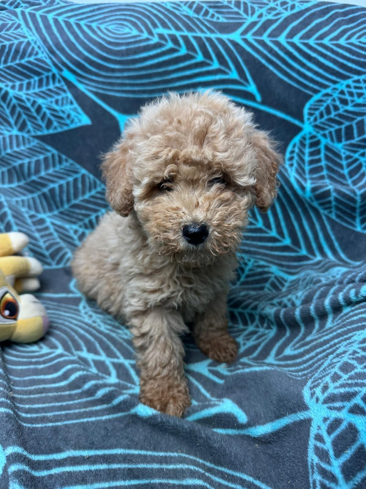 maltipoo szczeniak