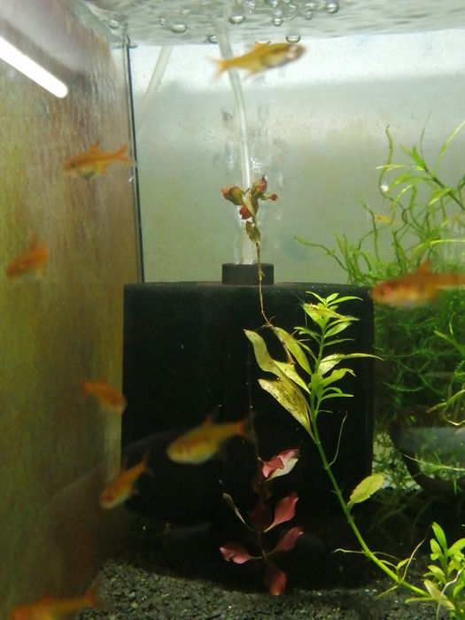 Bystrzyk  amandy (poziomkowy)