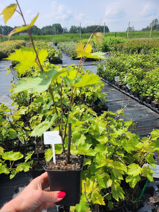 Winorośl , winogrono sadzonki niebieskie i białe, doniczka p9