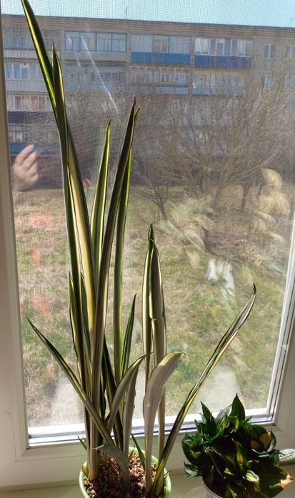 Сансевієрія Бентель