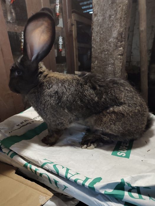 Olbrzym belgijski ZELAZISTY