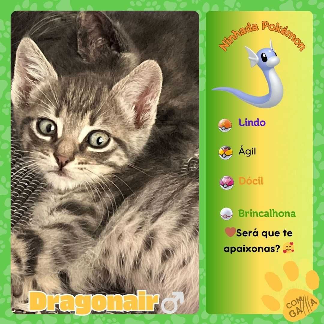 Gatos para adoção