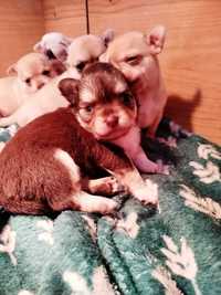 Chihuahua fêmea bebé