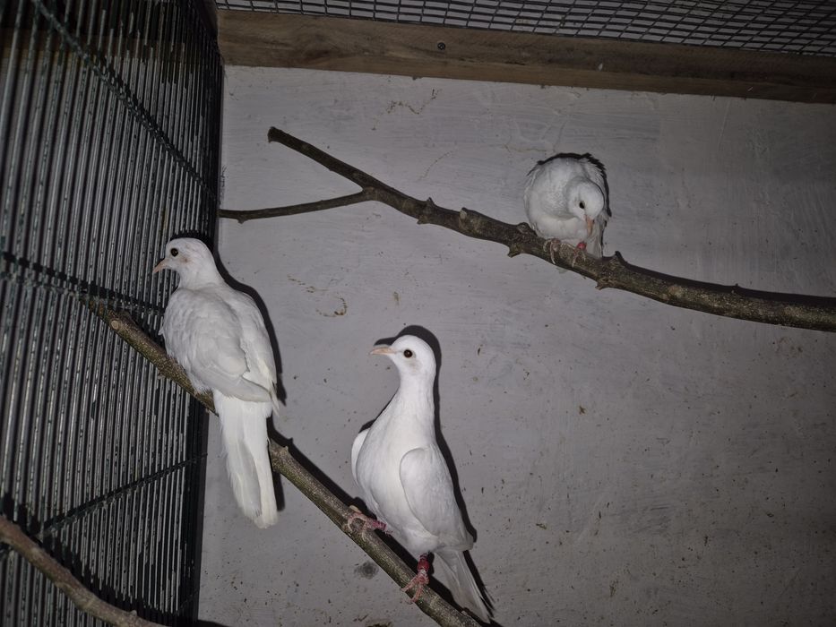 Rolas senegal brancas
