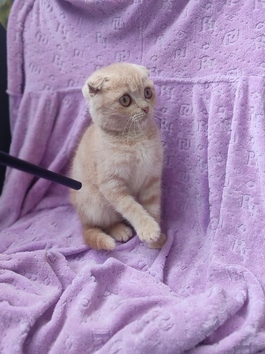 Шотландские котята