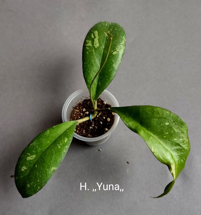 Хойя. Вкорінені Juannguoana,SilverMoon,lyiChina,Elliptica,Finlaysonii