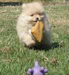 Spitz Anão / Lulu da Pomerânia