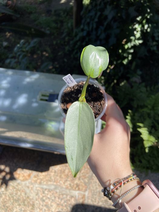 Philodendron Silver Sword