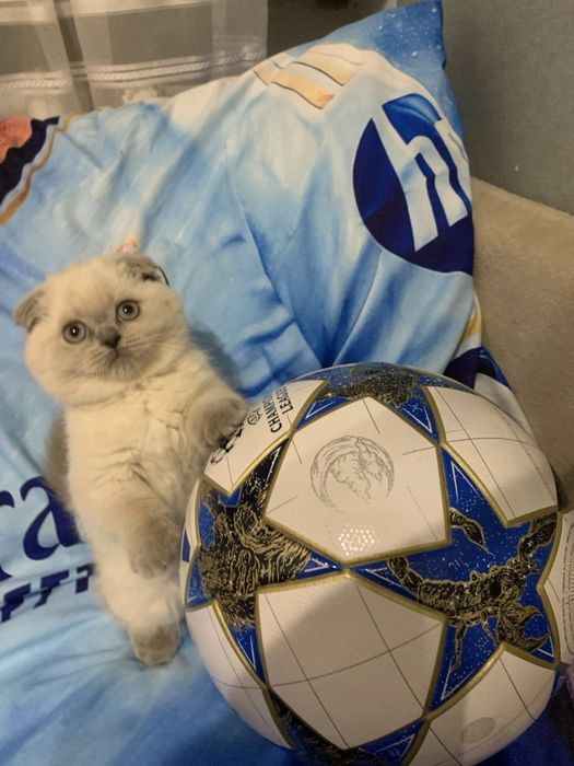 Kotek szkocki zwisłouchy w poszukiwaniu rodzinki